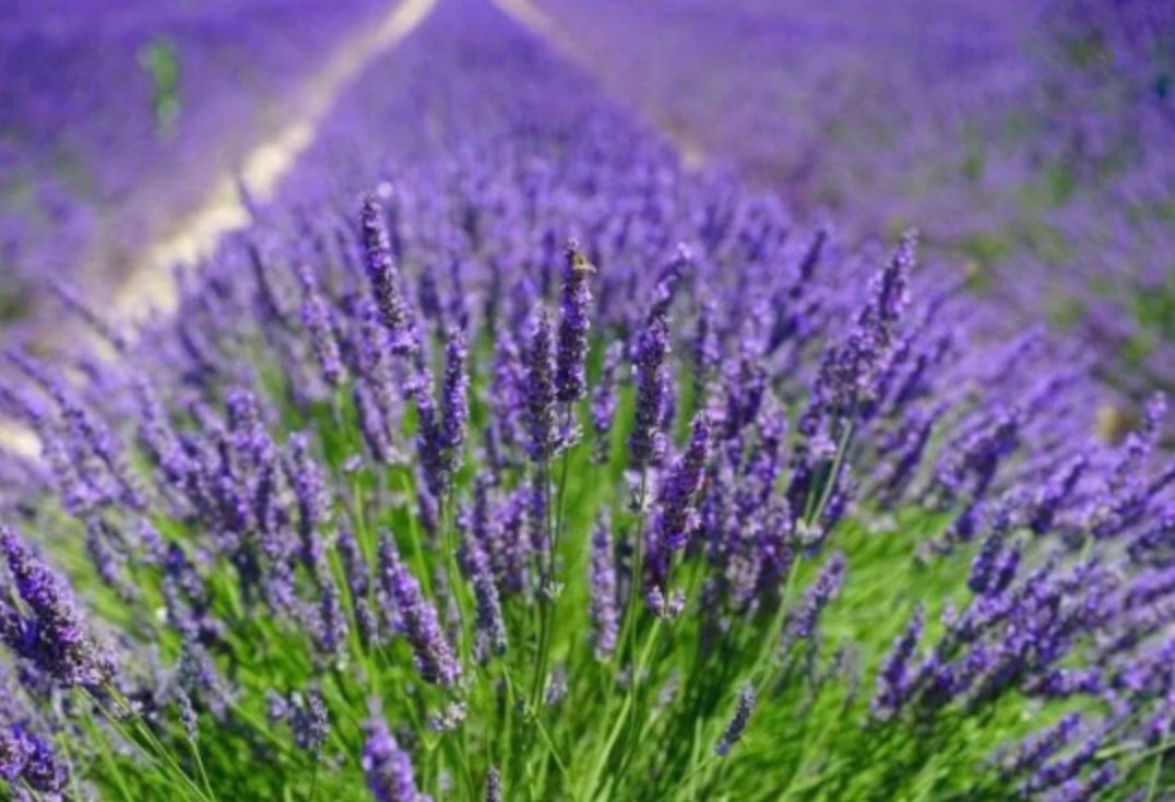 Lavender & Eucalyptus Natural Candle ~ Hand Poured ~ Essential Oils ~ Soy Free ~ No Perfumes ~Handmade by an Old Soul~ *