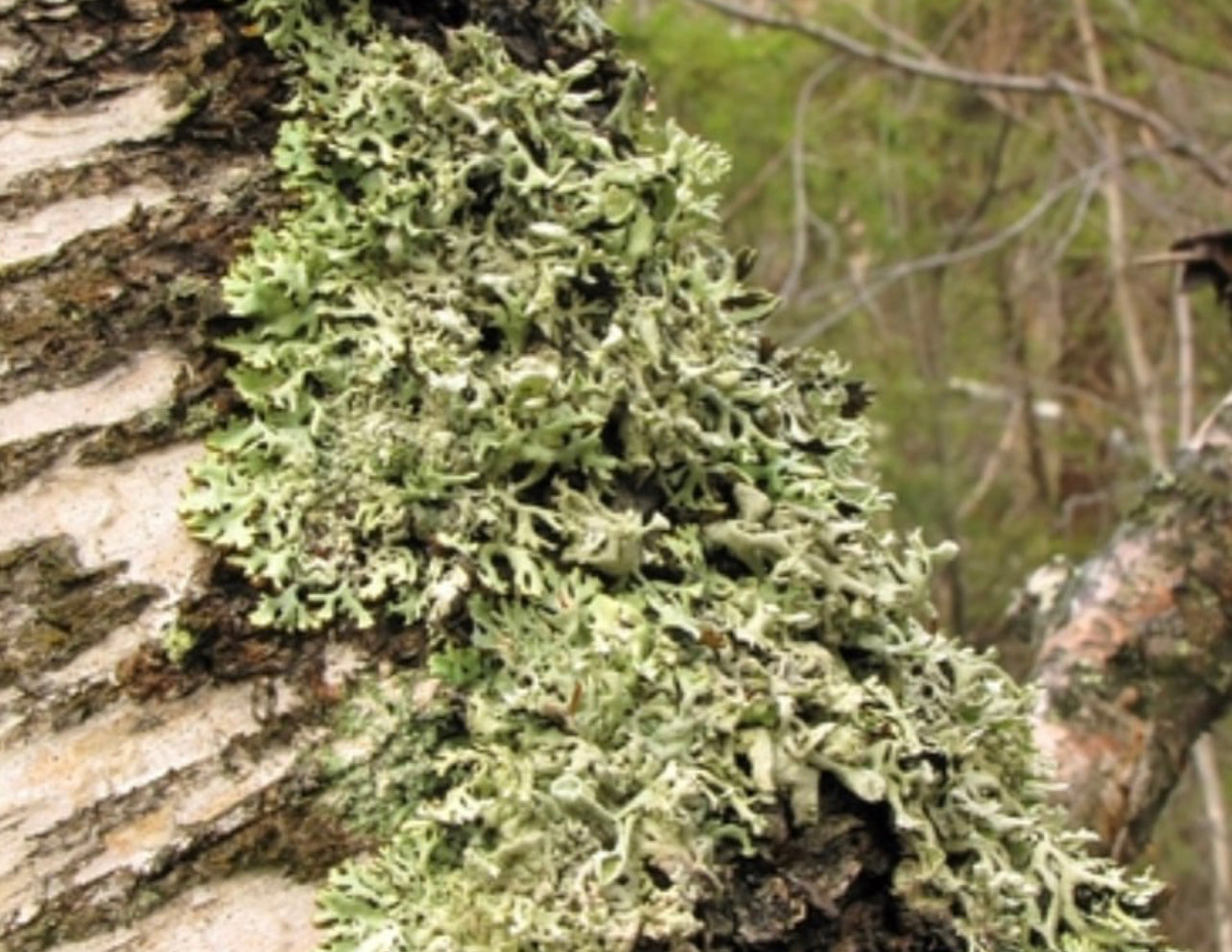 Hallow’s Eve Oakmoss Dreams ~ in honor of all Green Witches ~ All Natural Candle ~ Organic Wax ~ Oakmoss Essential Oil ~ Pure Magic *