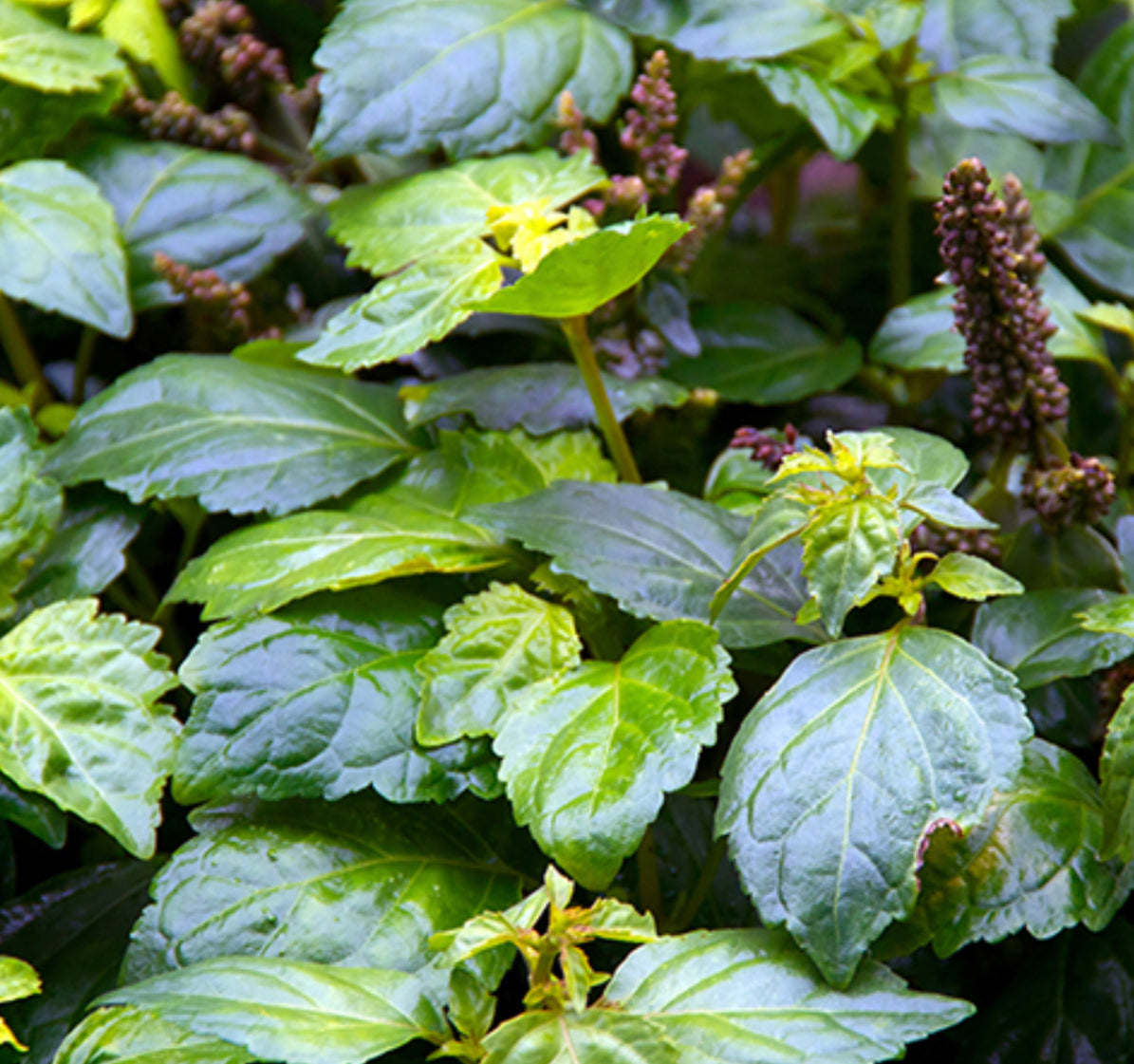 Patchouli & Lemongrass ~ Essential Oil Handmade Candle ~ Soy Free* No Perfumes ~Handmade by an Old Soul~*