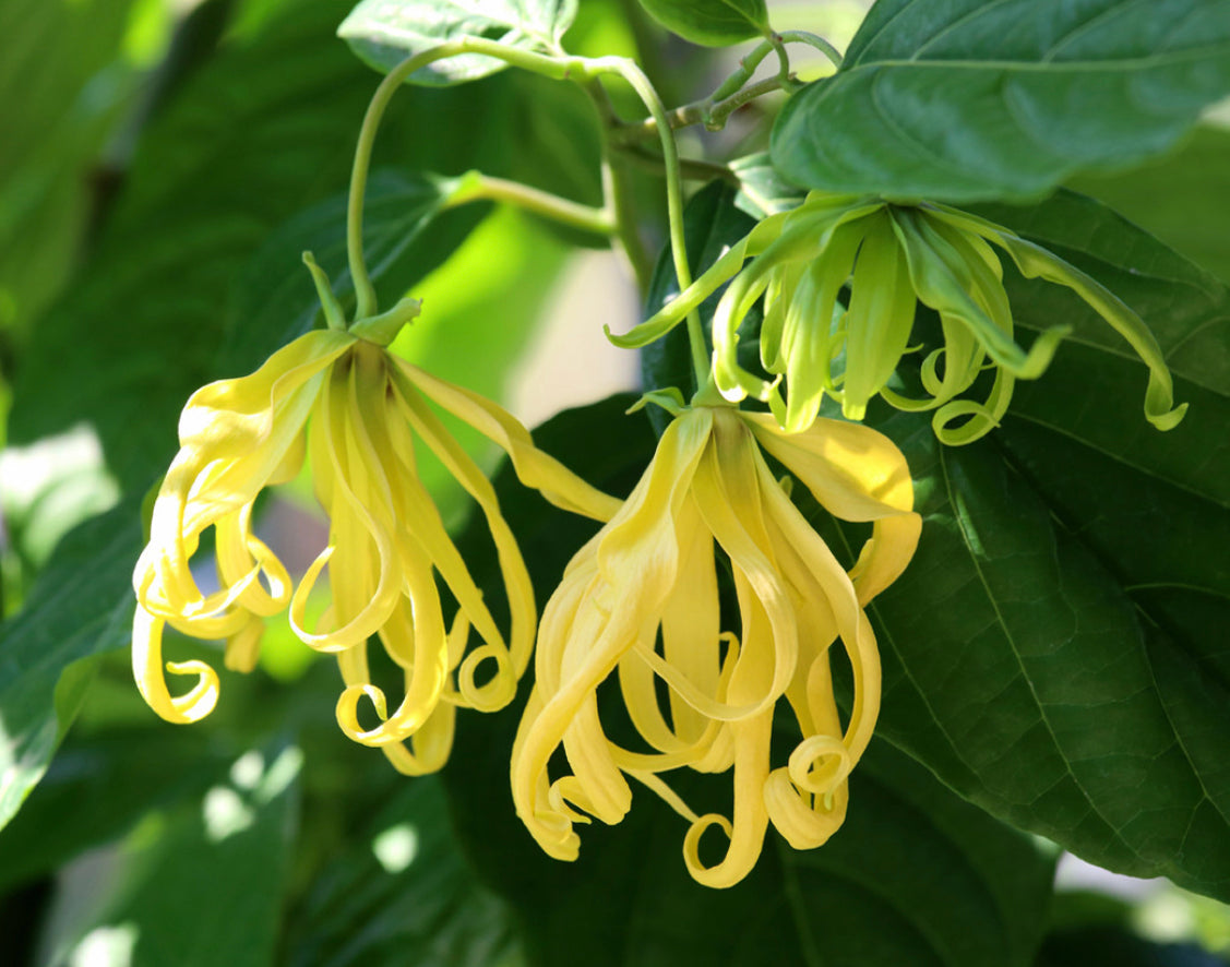 Ylang Ylang Essential Oil Organic Beeswax Handmade Candle ~ No Perfumes ~ 9oz ~Handmade by an Old Soul~**