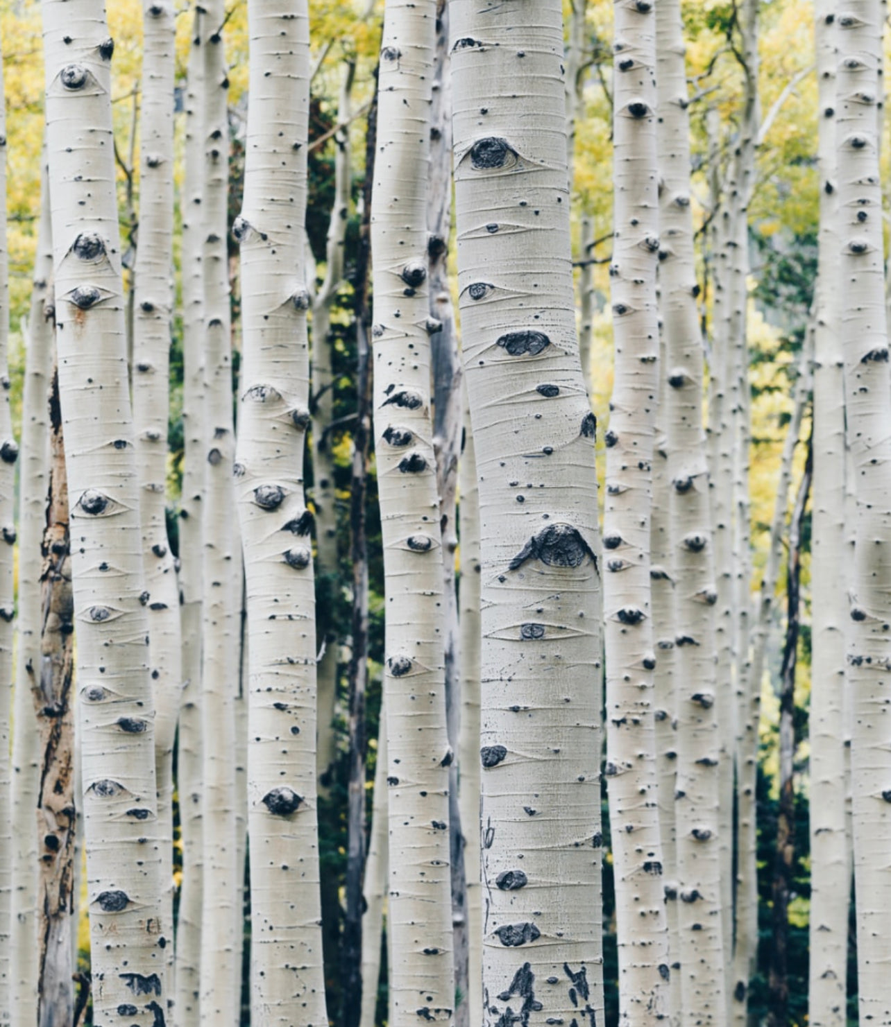 Birch & Eucalyptus Hand Poured candle ~ Essential Oils Only ~ All Natural~ No Fragrances~ No Chemicals~ Soy Free* Essential oil candle