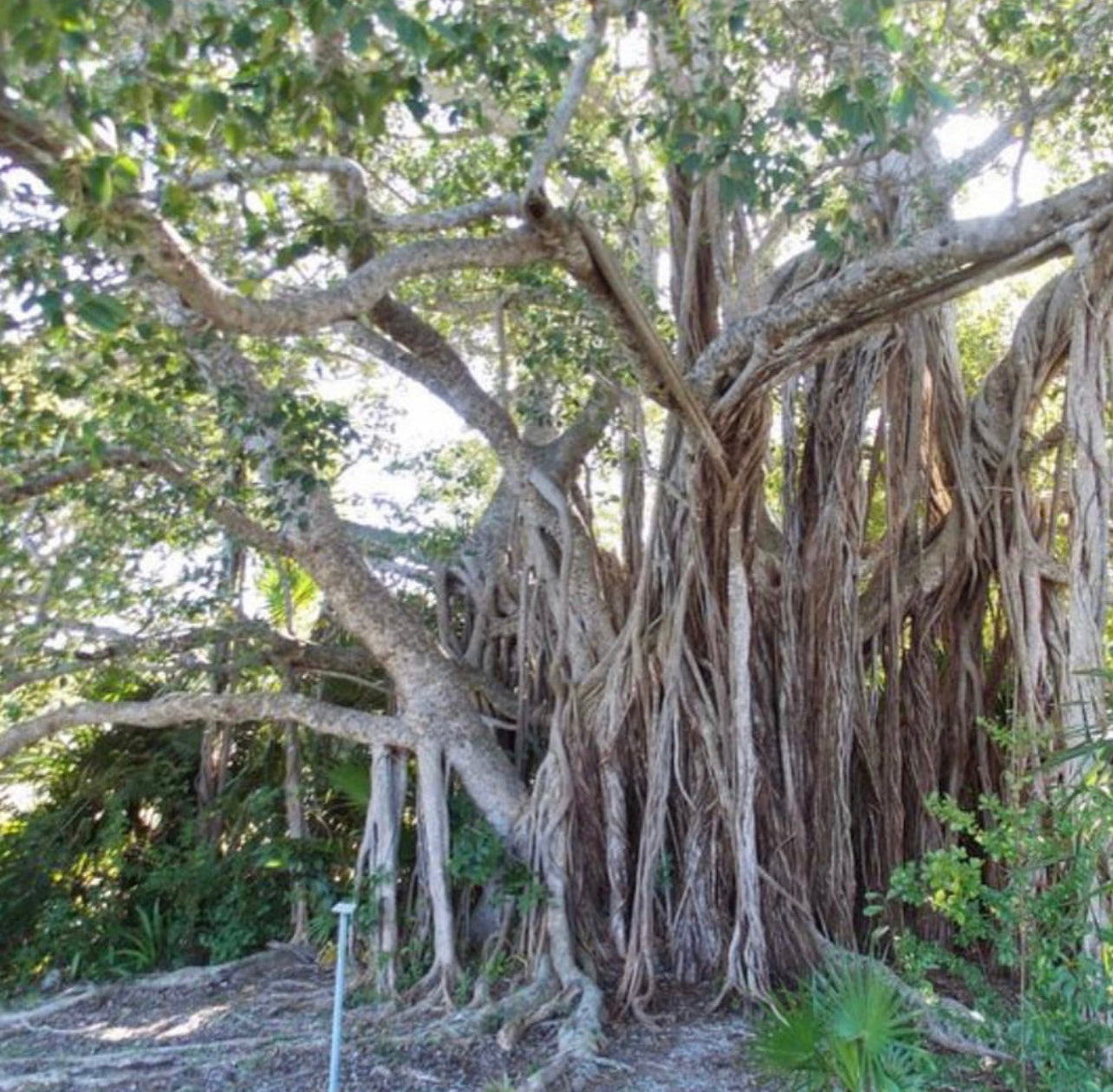 Ho Wood & Camphor Handmade Soap ~ with Moroccan Rhassoul Clay, Black Walnut Powder w/ White Willow Bark and Rosemary ~Palm Oil Free ~Natural