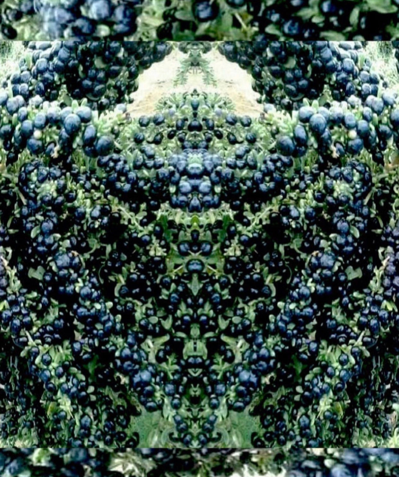 Organic Wild BLACK Goji Berry Simple Syrup* ~ “The Fountain of Youth Berry” ~ Superfood / Wolfberry ~ All Natural*