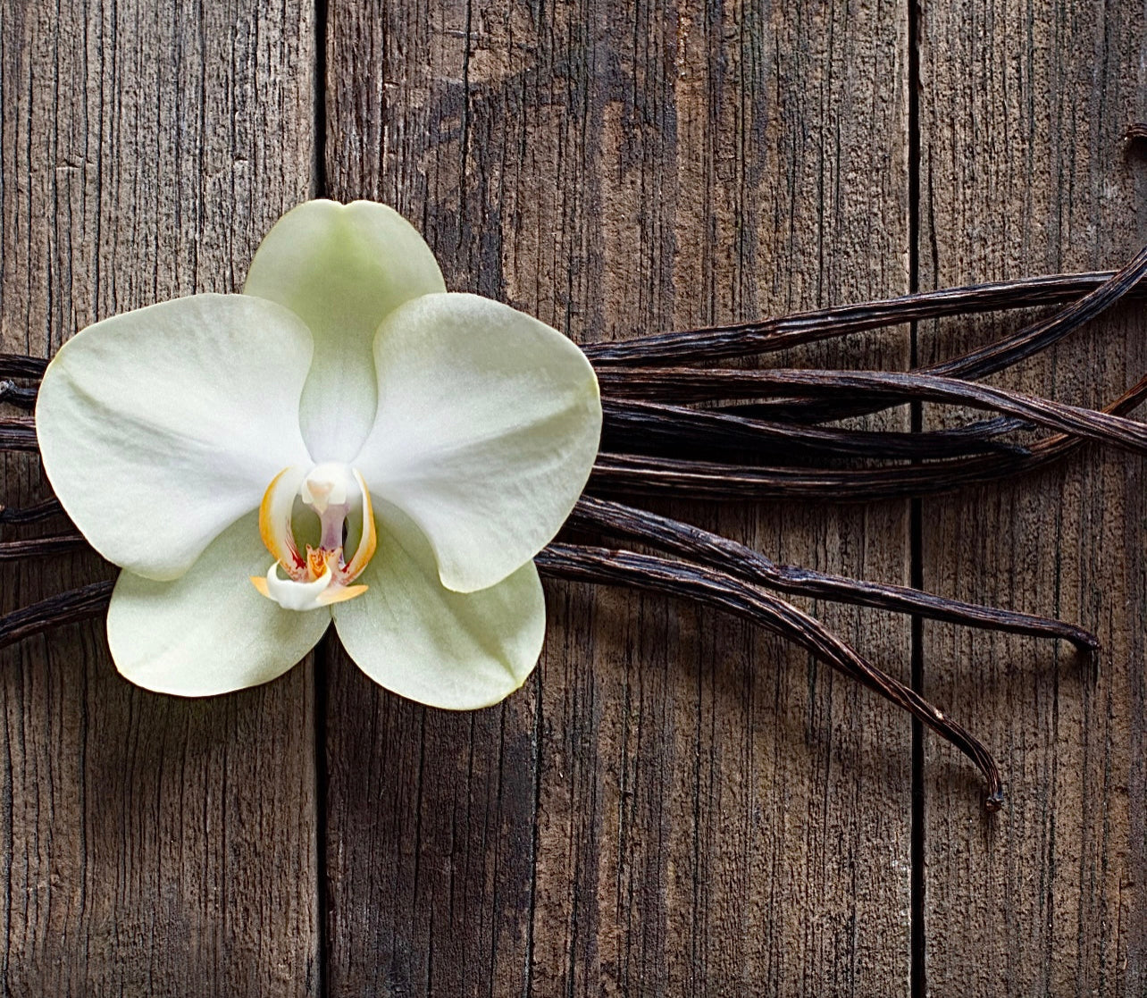 Vanilla & Cedarwood Atlas Organic Candle ~ Essential Oils ~ All Natural *~ No Perfumes ~ Hand Poured *