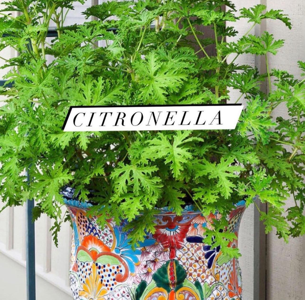 Citronella & Geranium ~ Mosquito Season* Outdoor Candle ~ Hand Poured ~ Essential Oils ~ Soy Free ~ No Perfumes ~Handmade by an Old Soul~ *