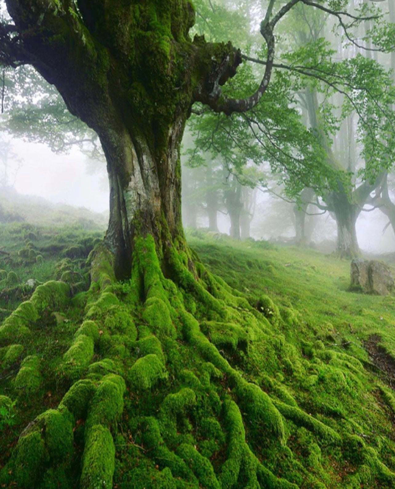 Hallow’s Eve Oakmoss Dreams ~ in honor of all Green Witches ~ All Natural Candle ~ Organic Wax ~ Oakmoss Essential Oil ~ Pure Magic *