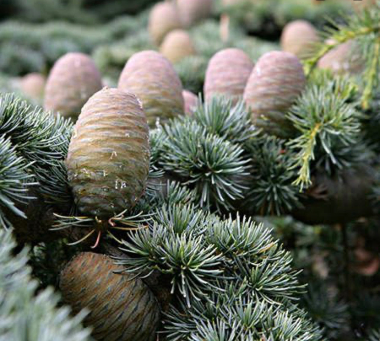 Vanilla & Cedarwood Atlas Organic Candle ~ Essential Oils ~ All Natural *~ No Perfumes ~ Hand Poured *