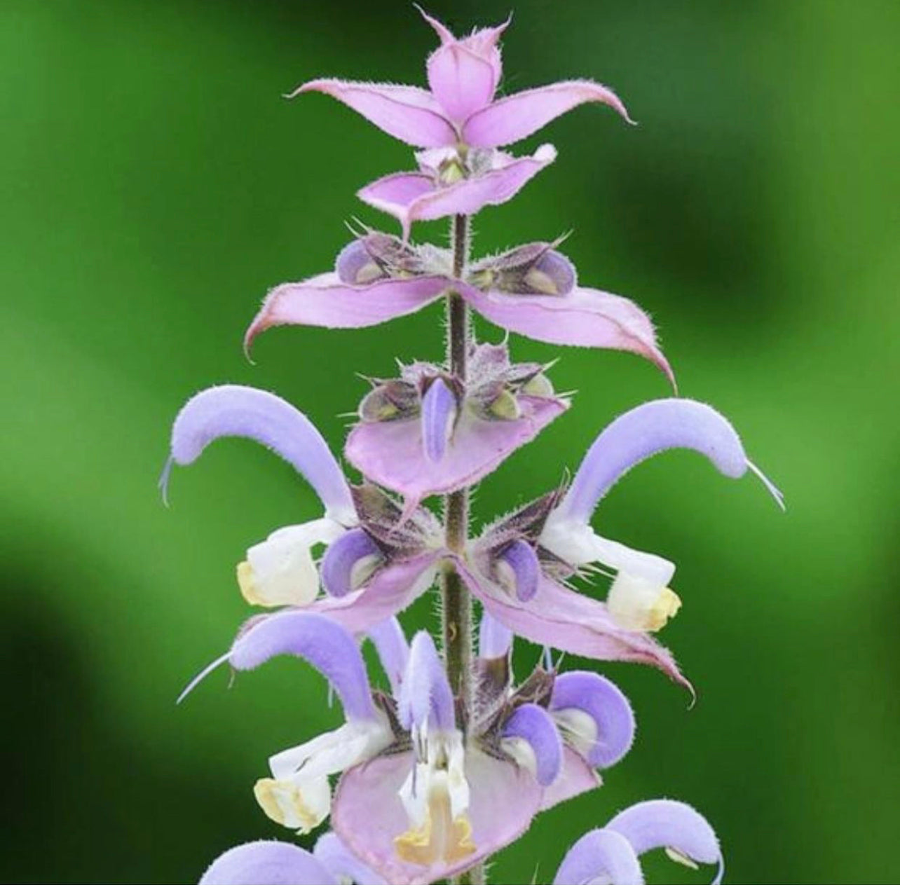 Timeless Toner ~ Jasmine Rice Water Toner w/Rosemary, Clary Sage, Rose & Apple Cider Vinegar with Natural Radish Root Preservative*