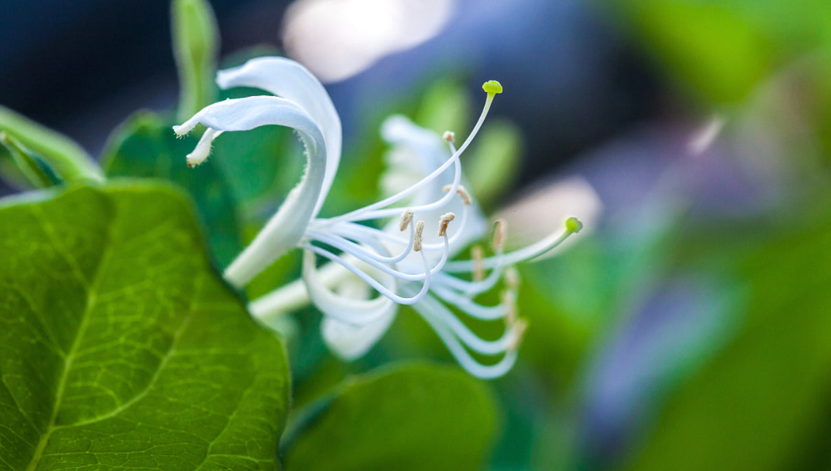 Honeysuckle Essential Oil Organic Wax Handmade Candle ~ All Natural ~ Soy FREE ~ No Chemical Perfumes ~ Handmade by an Old Soul~ *