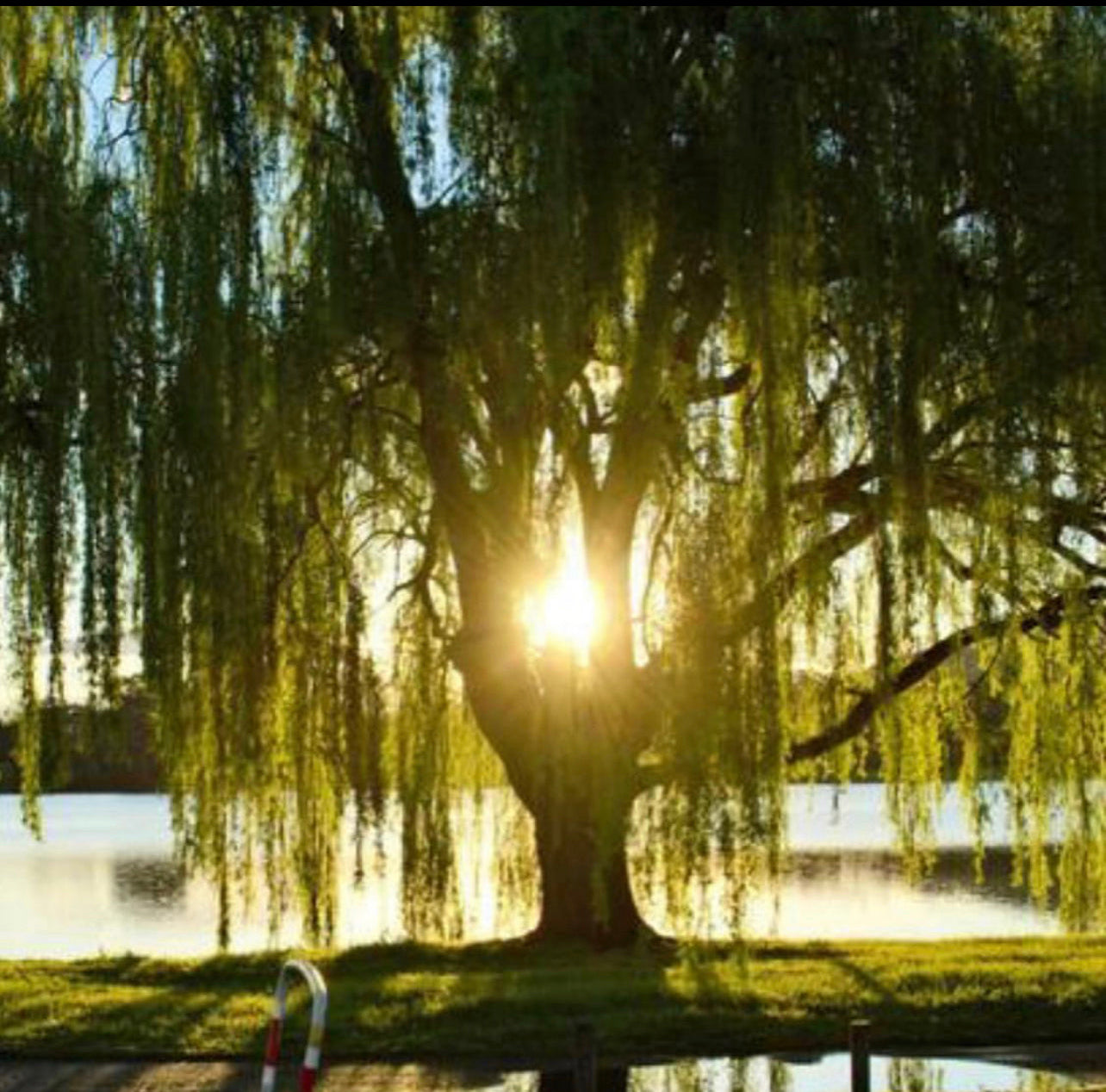 Ho Wood & Camphor Handmade Soap ~ with Moroccan Rhassoul Clay, Black Walnut Powder w/ White Willow Bark and Rosemary ~Palm Oil Free ~Natural