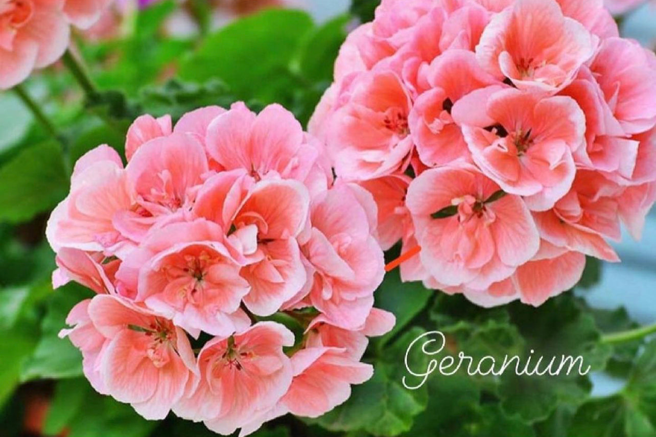 Citronella & Geranium ~ Mosquito Season* Outdoor Candle ~ Hand Poured ~ Essential Oils ~ Soy Free ~ No Perfumes ~Handmade by an Old Soul~ *