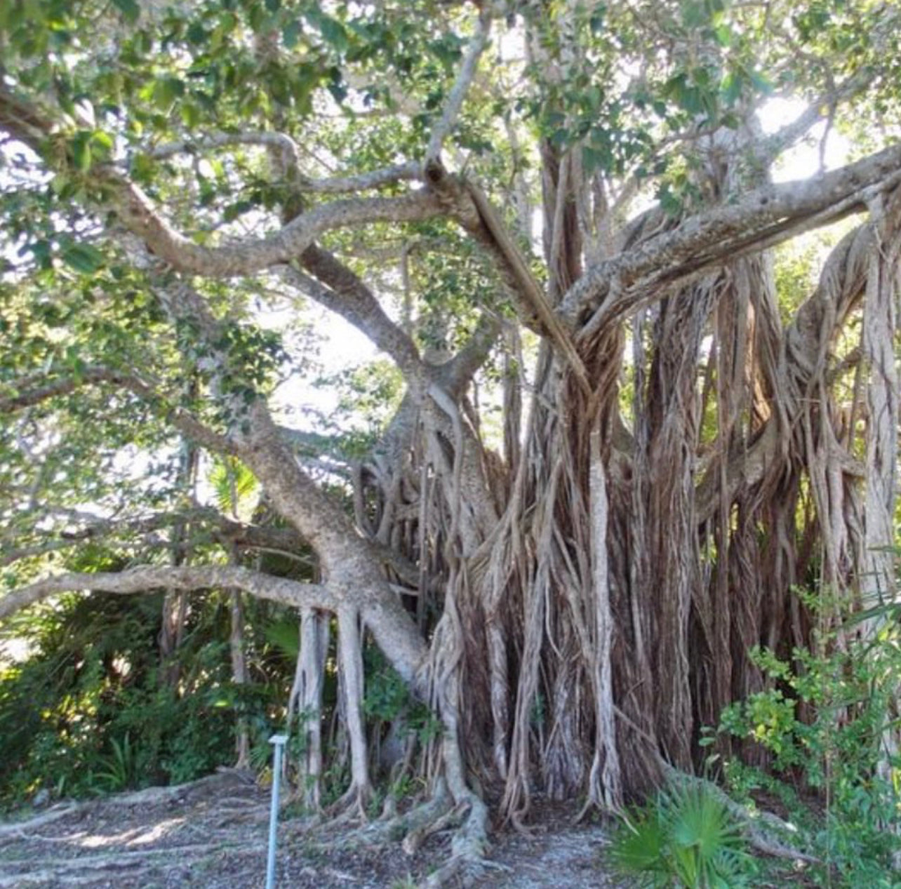 Ho Wood & Turmeric Natural Candle w/ Organic White Willow Bark ~ Essential Oils Only ~ All Natural ~ No Fragrances~ Chemical and Soy Free*