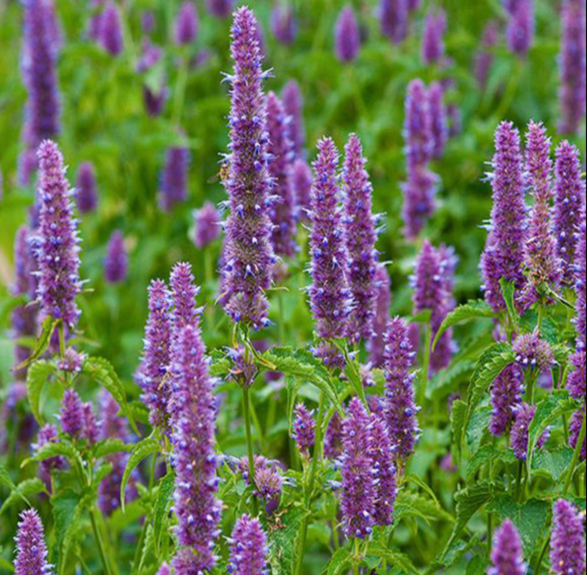 Patchouli & Orange ~ Essential Oil Handmade Candle ~ Soy Free* No Perfumes ~Handmade by an Old Soul~*