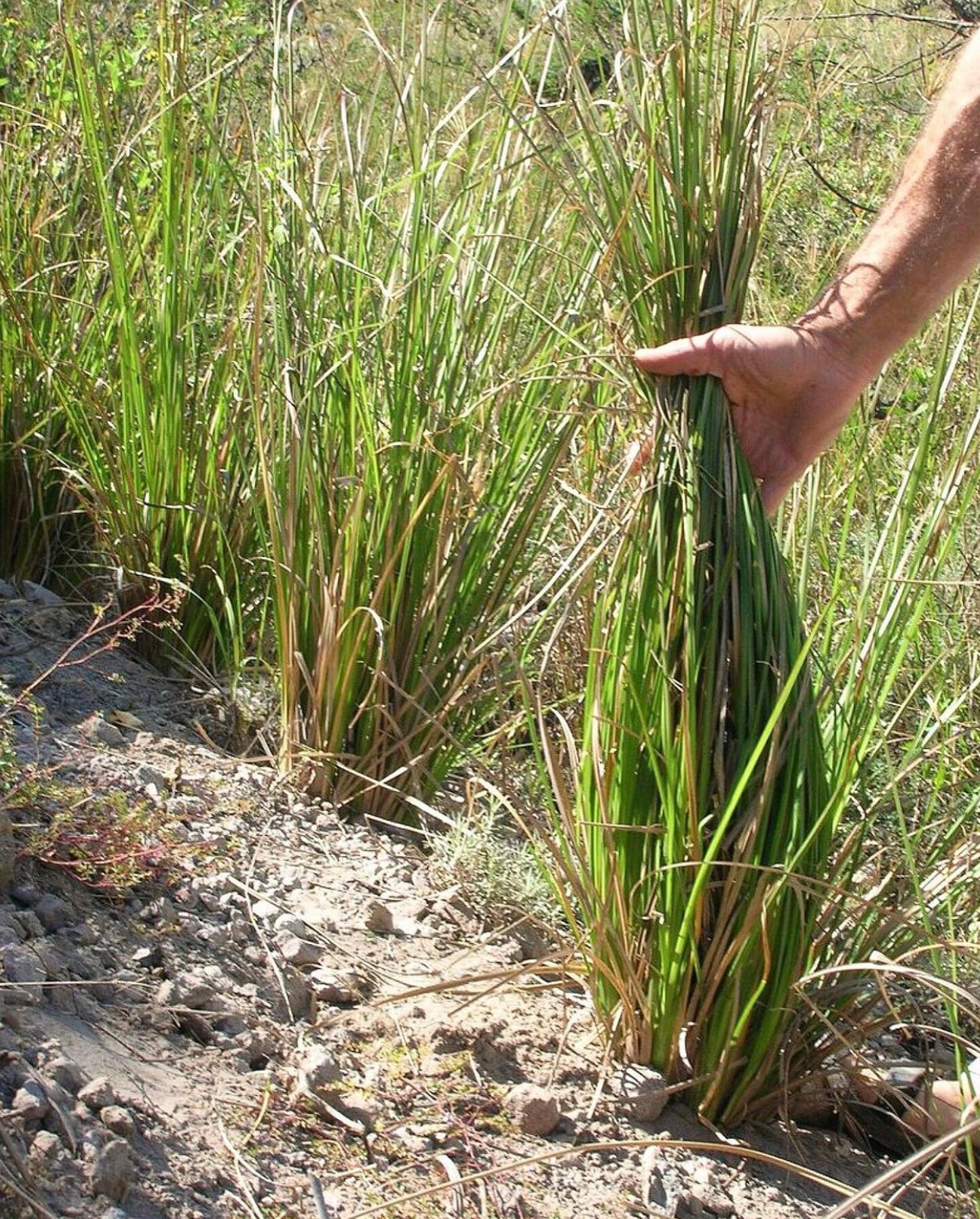 Vetiver Blends Natural Candle w/ Organic Jasmine Flowers ~ w/ Magnolia or Ylang Ylang or Clary Sage Essential Oils Only ~ Soy Free*