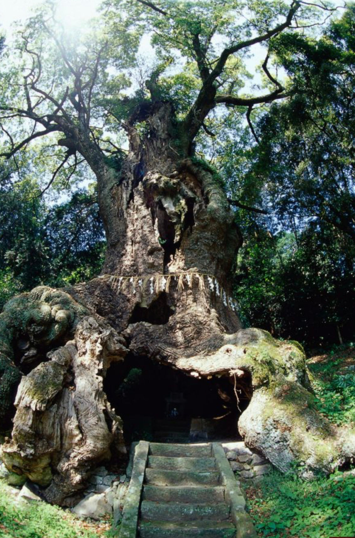 Ho Wood & Camphor Handmade Soap ~ with Moroccan Rhassoul Clay, Black Walnut Powder w/ White Willow Bark and Rosemary ~Palm Oil Free ~Natural