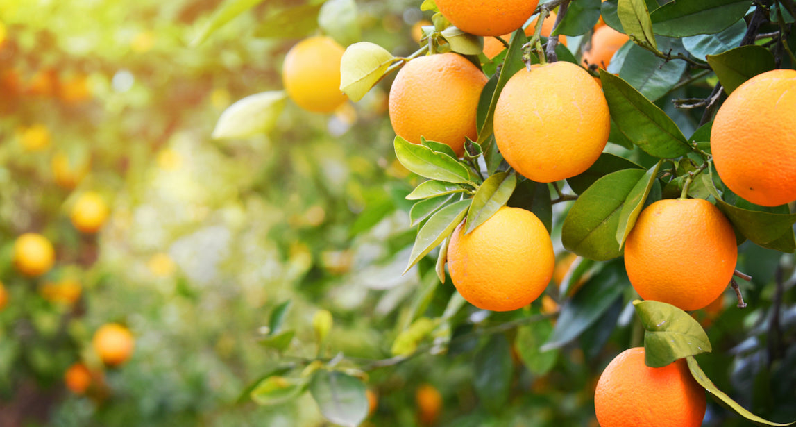 Patchouli & Orange ~ Essential Oil Handmade Candle ~ Soy Free* No Perfumes ~Handmade by an Old Soul~*