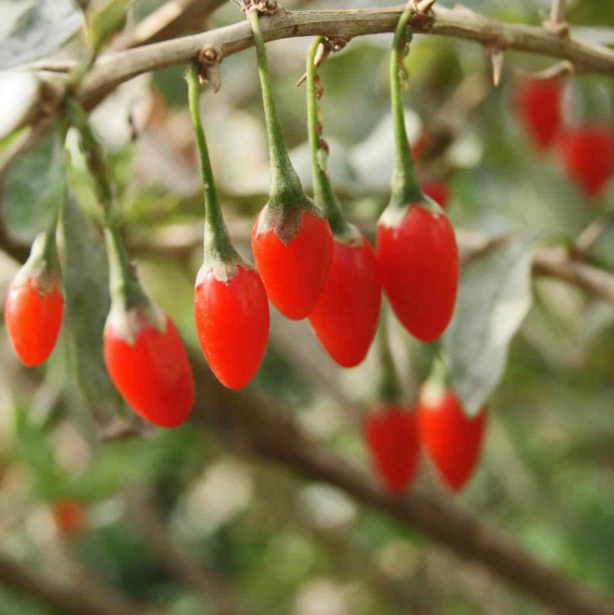 Organic Goji Berry Simple Syrup* ~ Superfood / Wolfberry ~ All Natural*