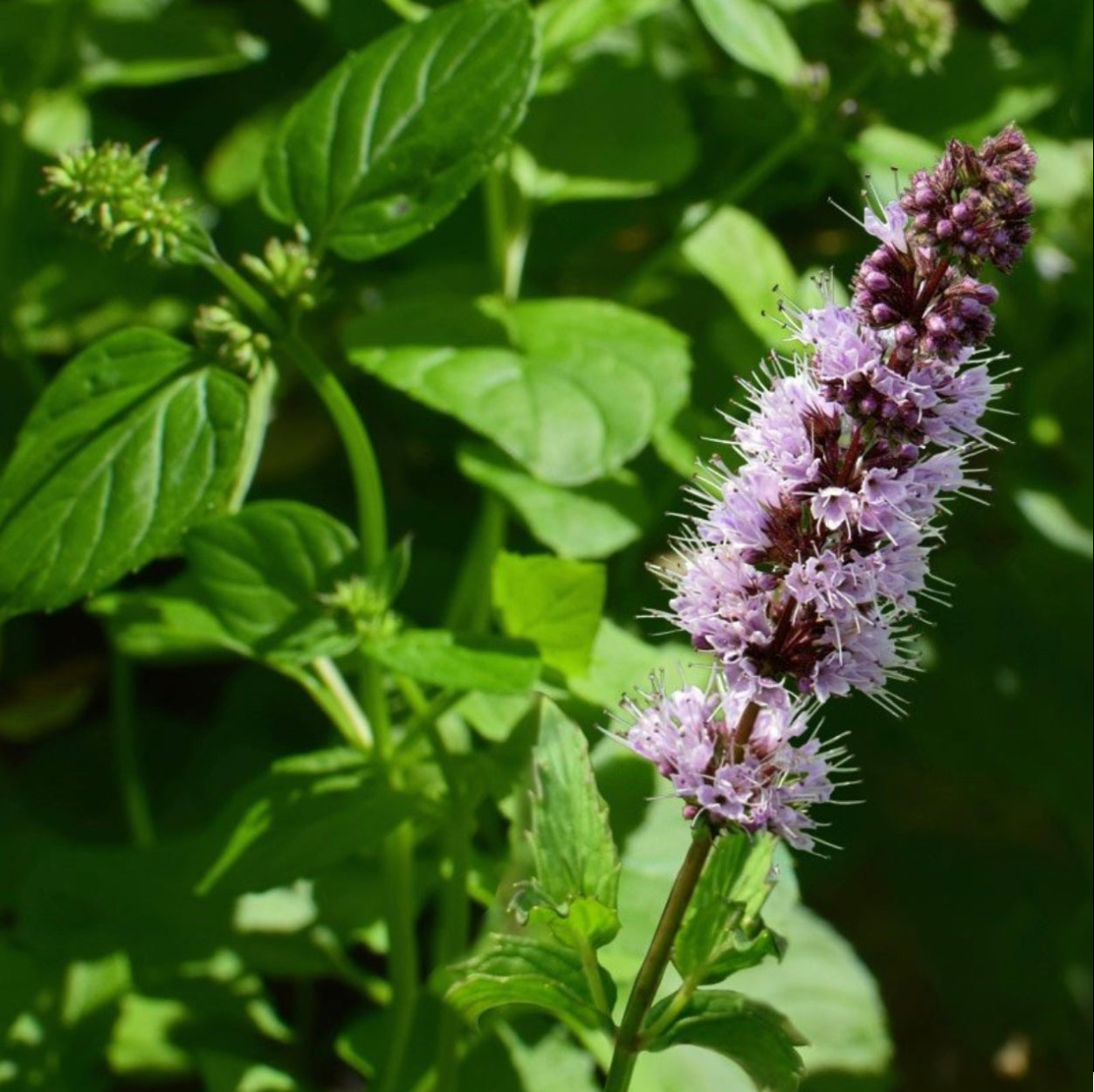 Patchouli & Orange ~ Essential Oil Handmade Candle ~ Soy Free* No Perfumes ~Handmade by an Old Soul~*