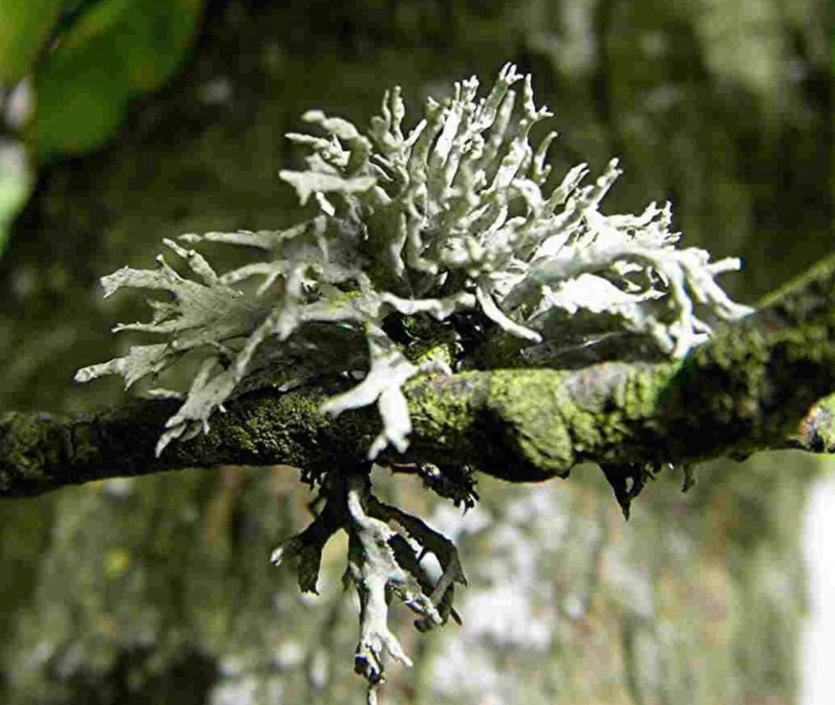 Oakmoss Candle ~ in honor of all Green Witches ~ All Natural Candle ~ Organic Wax ~ Oakmoss Essential Oil ~ Pure Magic *