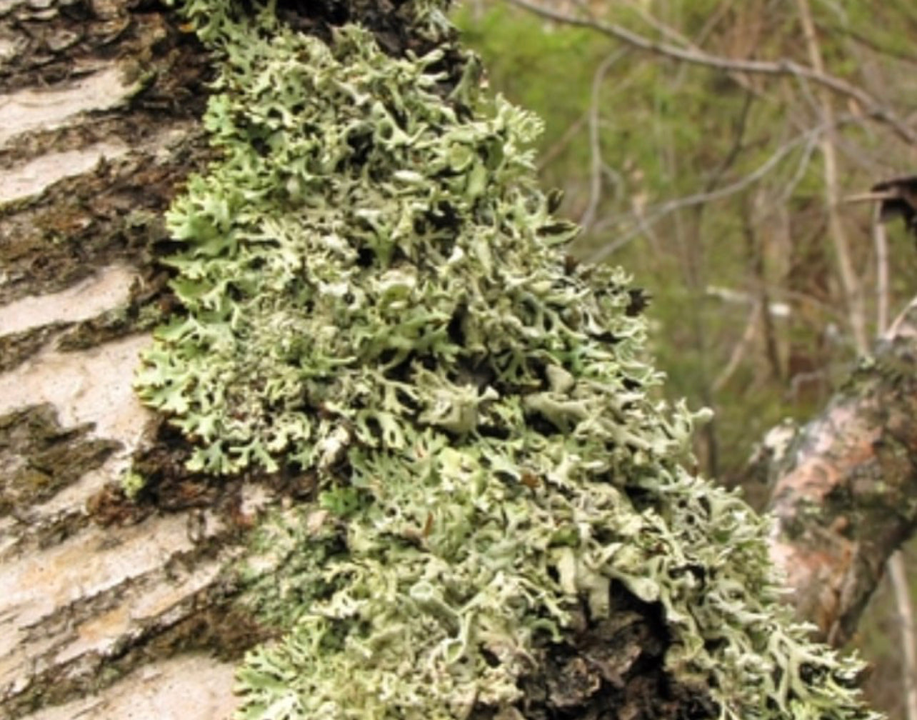 Oakmoss Candle ~ in honor of all Green Witches ~ All Natural Candle ~ Organic Wax ~ Oakmoss Essential Oil ~ Pure Magic *