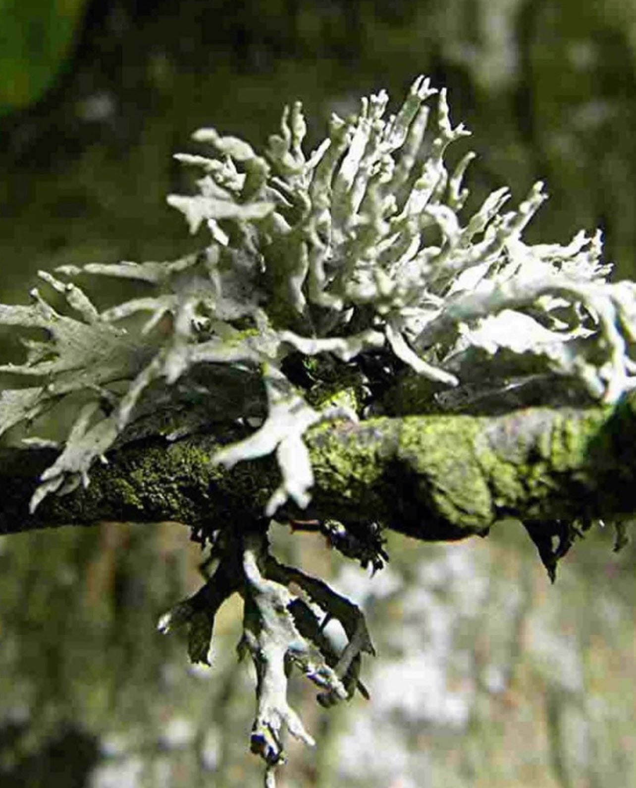 Hallow’s Eve Oakmoss Dreams ~ in honor of all Green Witches ~ All Natural Candle ~ Organic Wax ~ Oakmoss Essential Oil ~ Pure Magic *