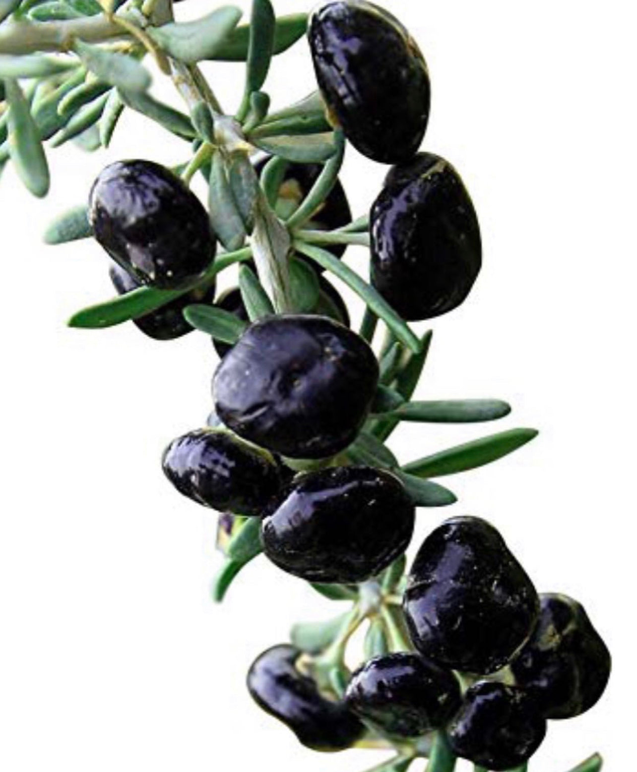 Organic Wild BLACK Goji Berry Simple Syrup* ~ “The Fountain of Youth Berry” ~ Superfood / Wolfberry ~ All Natural*