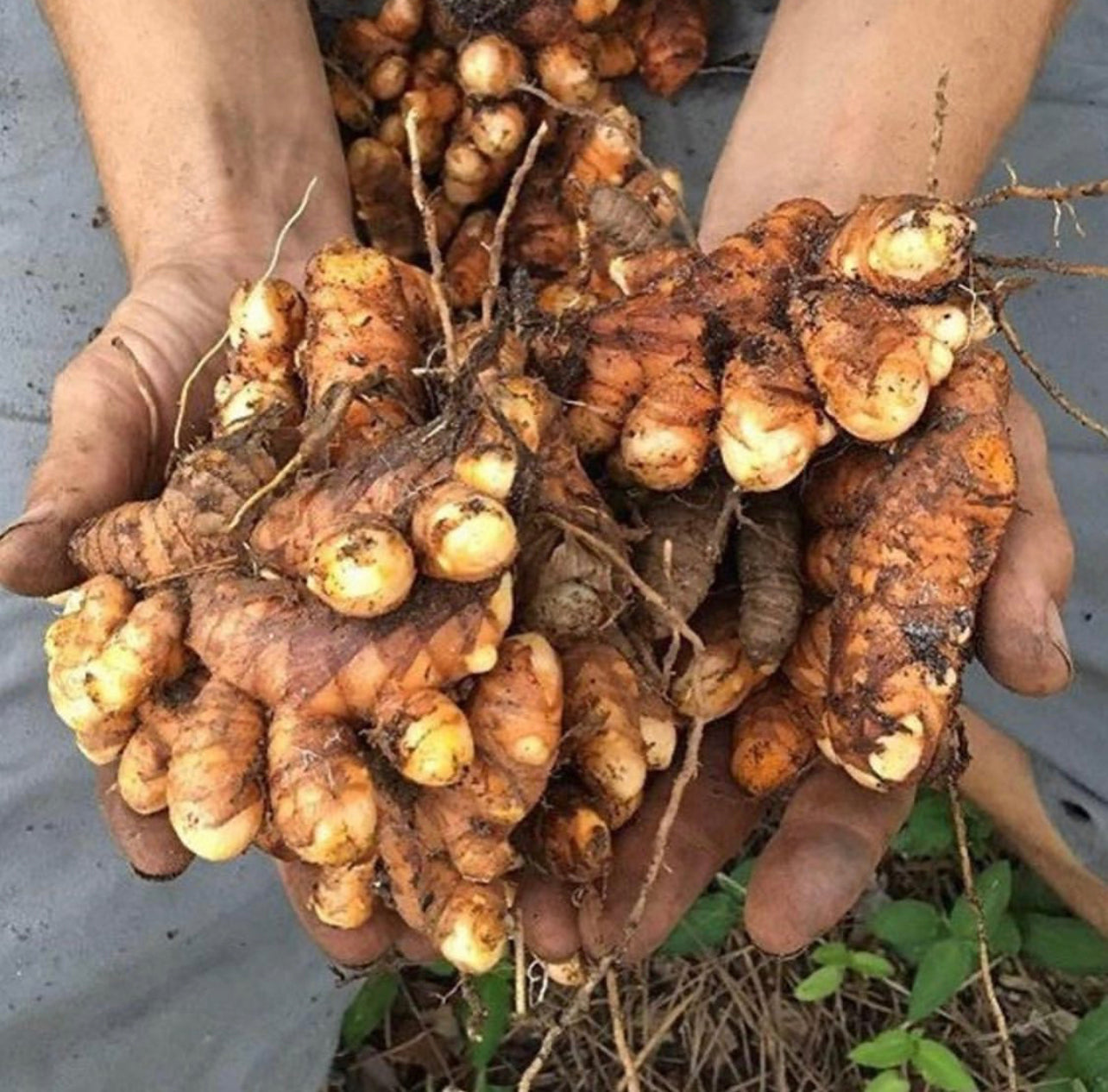 Ho Wood & Turmeric Natural Candle w/ Organic White Willow Bark ~ Essential Oils Only ~ All Natural ~ No Fragrances~ Chemical and Soy Free*