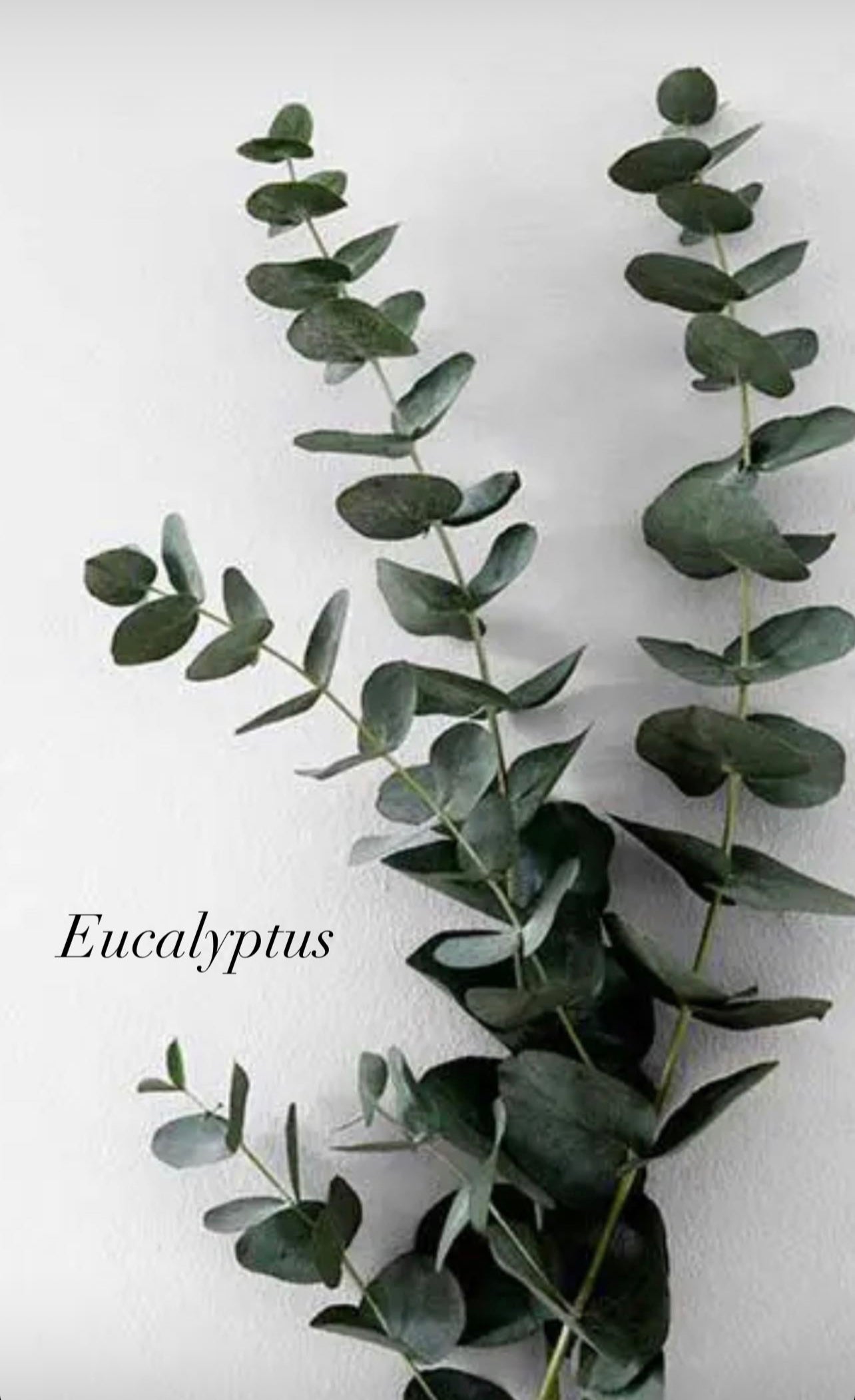 Birch & Eucalyptus Hand Poured candle ~ Essential Oils Only ~ All Natural~ No Fragrances~ No Chemicals~ Soy Free* Essential oil candle