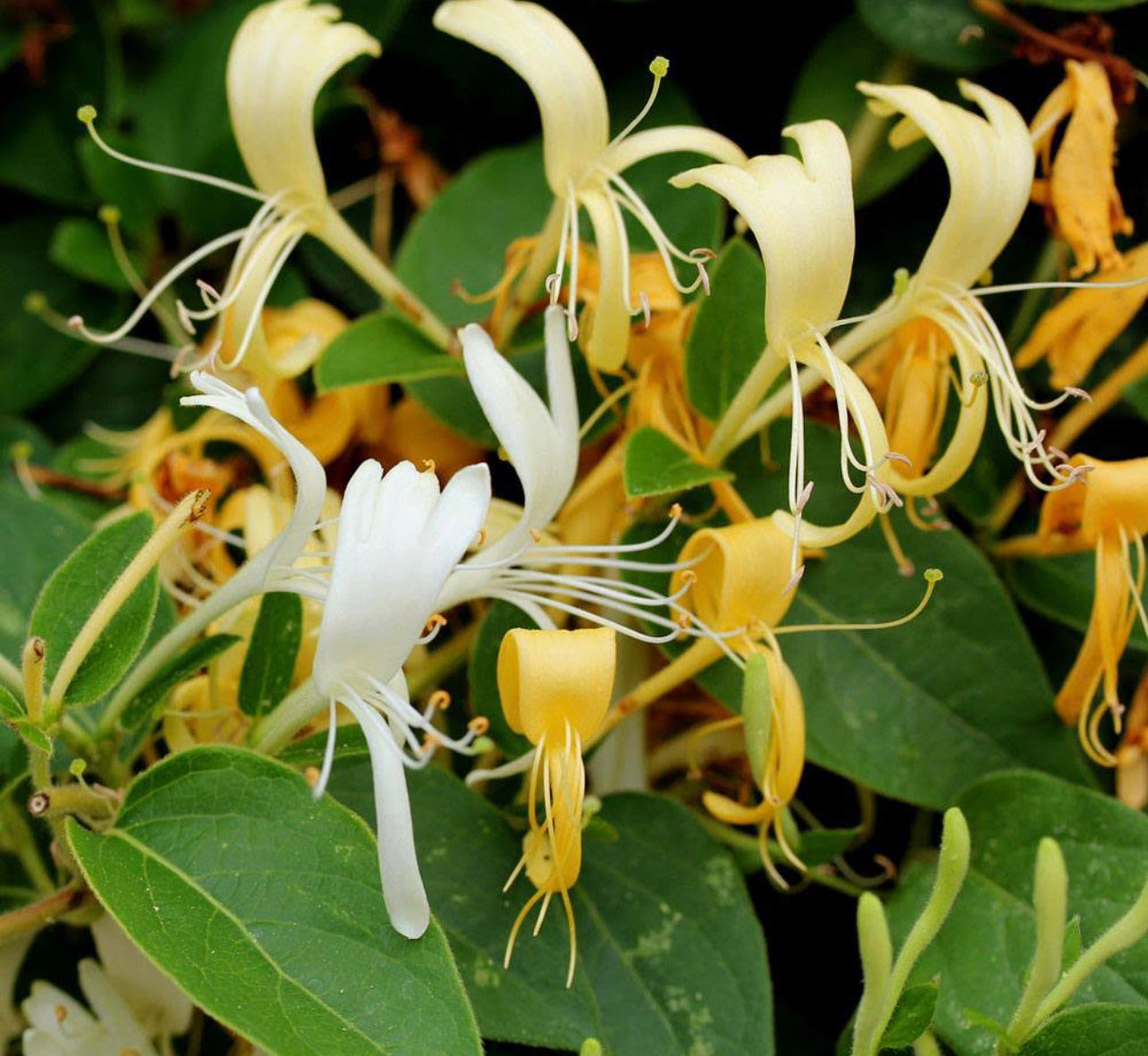 Honeysuckle Essential Oil Organic Wax Handmade Candle ~ All Natural ~ Soy FREE ~ No Chemical Perfumes ~ Handmade by an Old Soul~ *