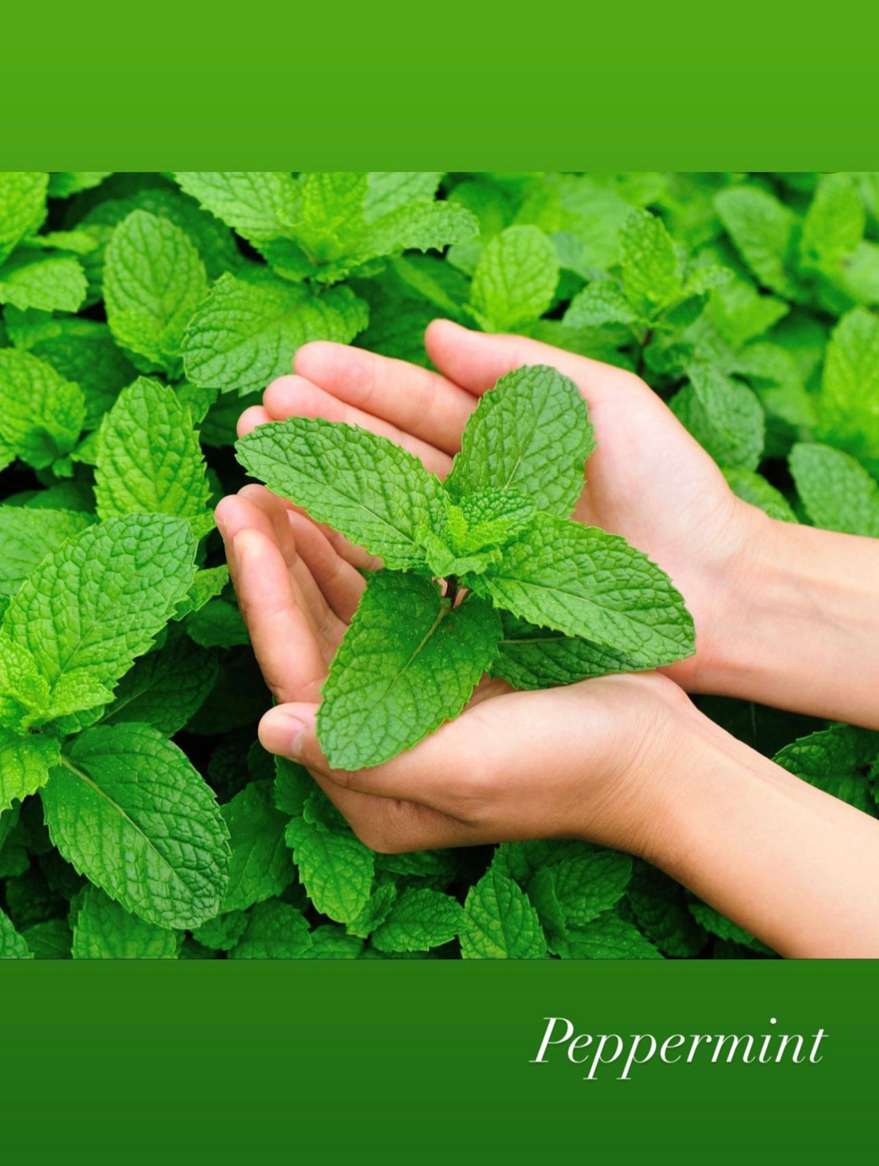 Eucalyptus and Peppermint Natural Candle ~ Essential Oils Only ~ All Natural~ No Fragrances~ Chemical Free + Soy Free