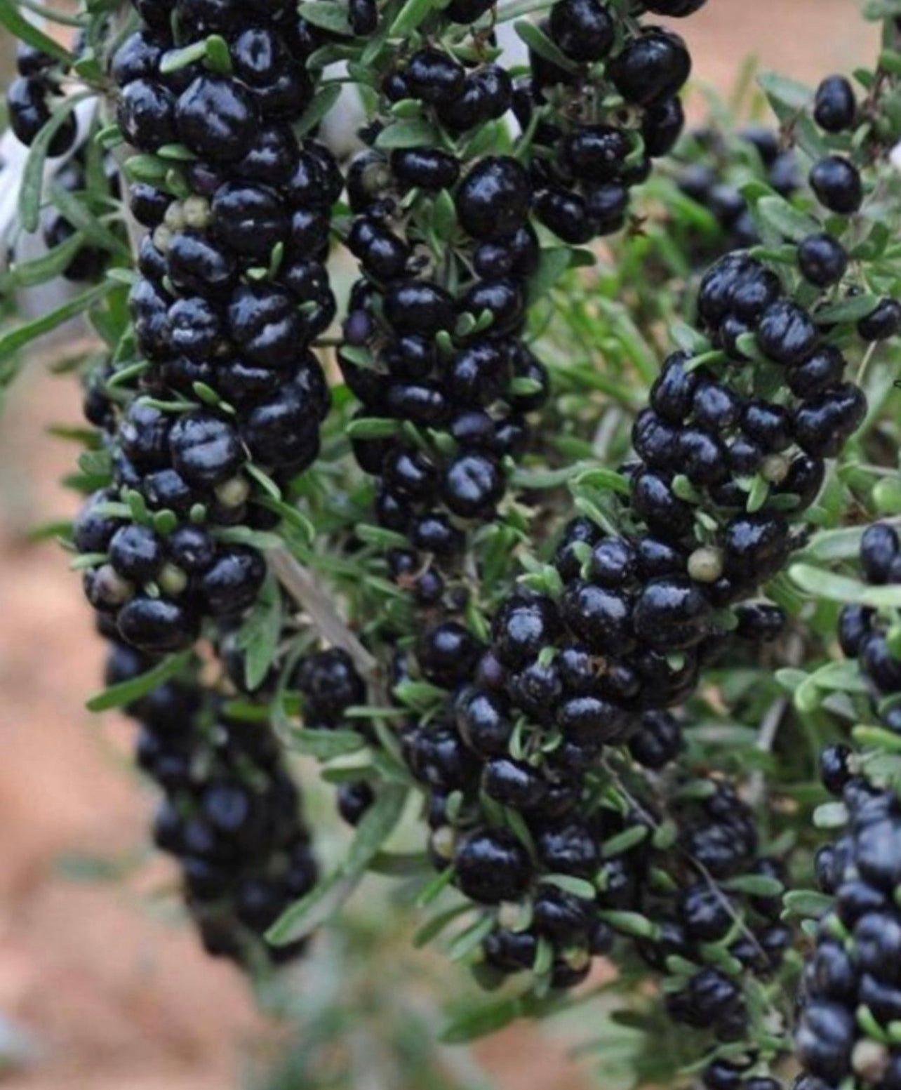 Organic Wild BLACK Goji Berry Simple Syrup* ~ “The Fountain of Youth Berry” ~ Superfood / Wolfberry ~ All Natural*