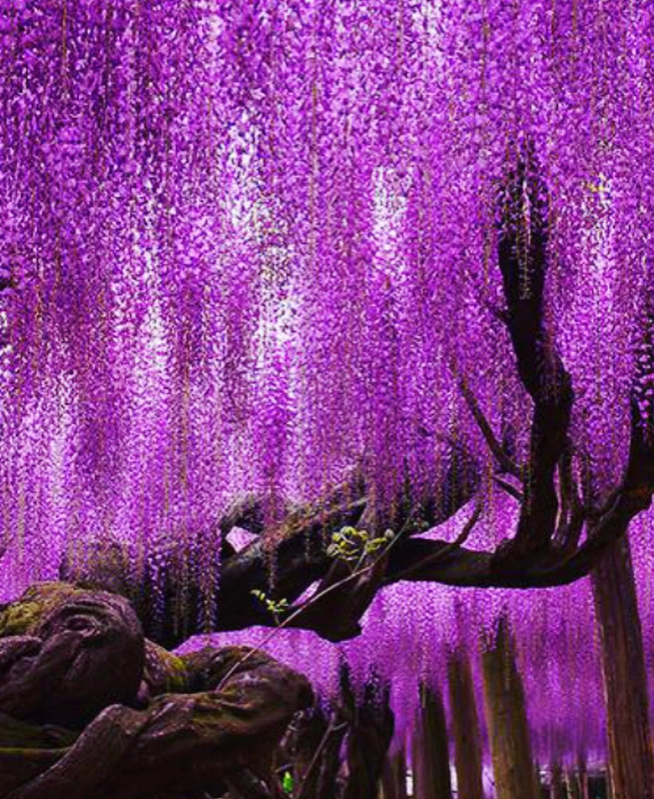 Wisteria */ Amethyst ~ Essence Oil Organic Beeswax Candle infused with Amethyst Healing Powers* ~ Gemstone Candle ~ please read Item Details*