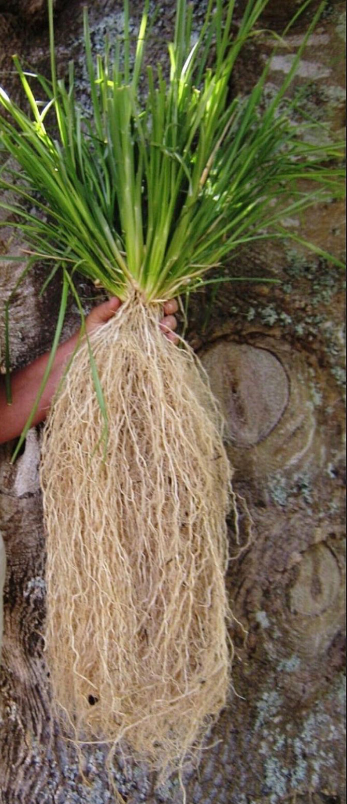 Vetiver Blends Natural Candle w/ Organic Jasmine Flowers ~ w/ Magnolia or Ylang Ylang or Clary Sage Essential Oils Only ~ Soy Free*