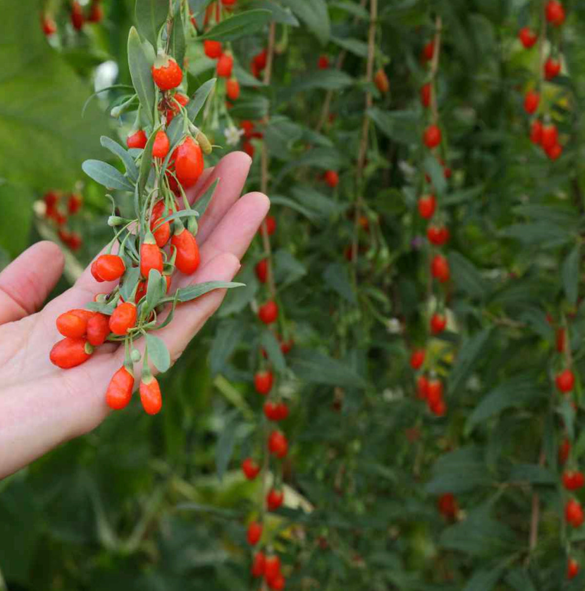 Organic Goji Berry Simple Syrup* ~ Superfood / Wolfberry ~ All Natural*