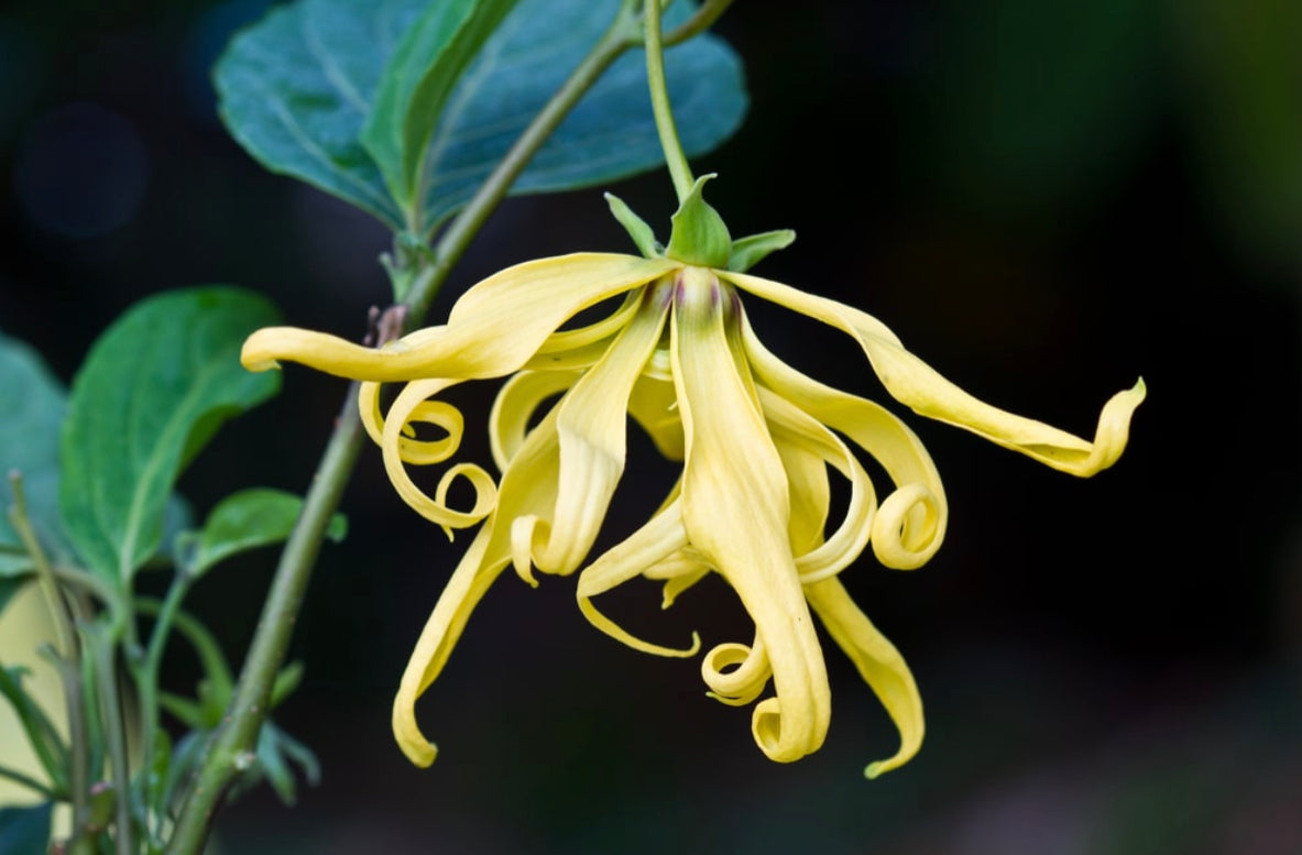 Ylang Ylang Essential Oil Organic Beeswax Handmade Candle ~ No Perfumes ~ 9oz ~Handmade by an Old Soul~**