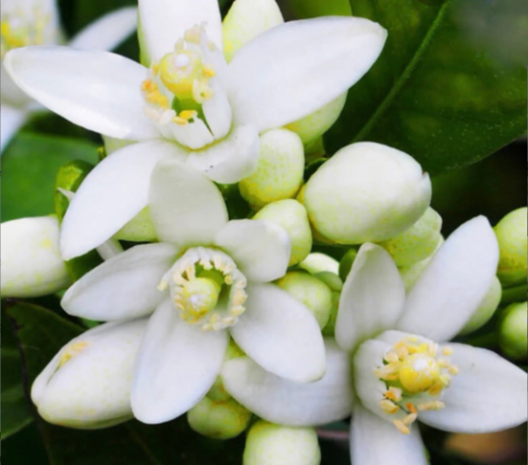 Neroli* Essential Oil Natural Candle ~ w/ Organic Jasmine Flowers